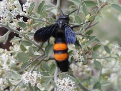 Pygodasis ephippium ephippium