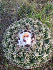 Coryphantha retusa