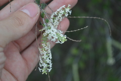 Aloysia virgata