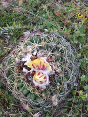 Coryphantha retusa