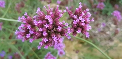 Verbena bonariensis
