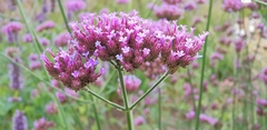 Verbena bonariensis
