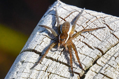 Dolomedes triton