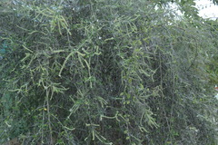 Aloysia virgata
