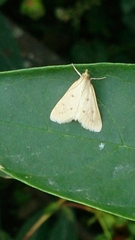 Achyra nudalis