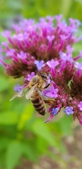 Apis mellifera