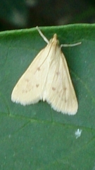 Achyra nudalis