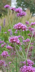 Verbena bonariensis