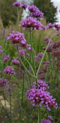 Verbena bonariensis