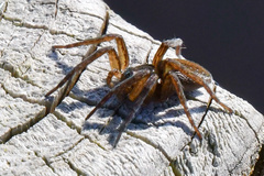 Dolomedes triton