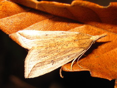 Hypena abducalis