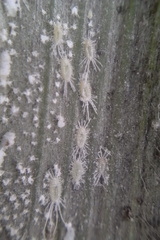 Rastrococcus asteliae