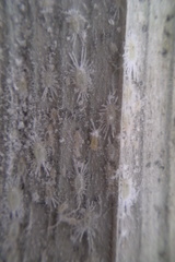 Rastrococcus asteliae