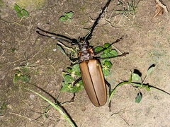 Callipogon