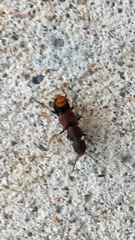 Platydracus cinnamopterus