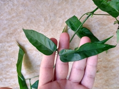 Fridericia chica