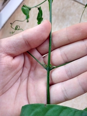 Fridericia chica