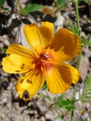 Acmaeodera alicia