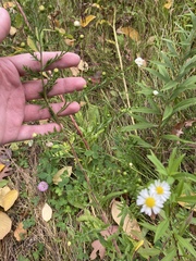 Symphyotrichum pilosum pilosum