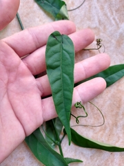 Fridericia chica