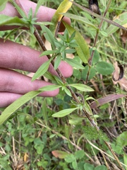 Symphyotrichum pilosum pilosum