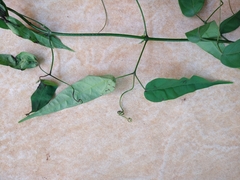 Fridericia chica