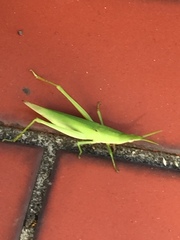 Atractomorpha lata