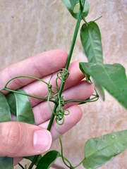 Fridericia chica