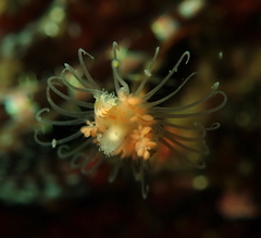 Ectopleura