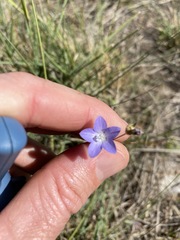 Wahlenbergia graniticola