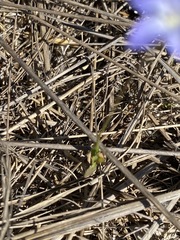 Wahlenbergia graniticola
