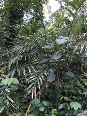 Alpinia vittata
