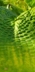 Hosta