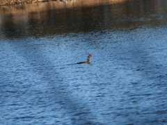 Hypostomus commersoni