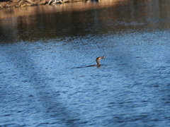 Hypostomus commersoni