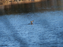 Hypostomus commersoni