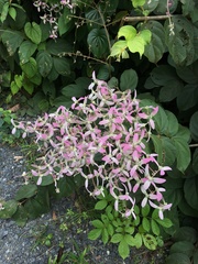 Congea tomentosa