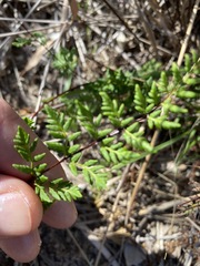 Cheilanthes sieberi sieberi