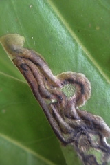 Liriomyza hebae