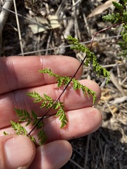 Cheilanthes sieberi sieberi