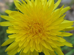 Sonchus brachyotus