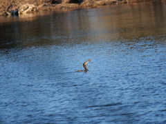 Hypostomus commersoni