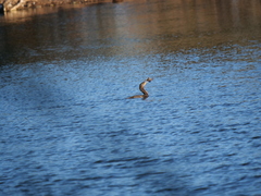 Hypostomus commersoni