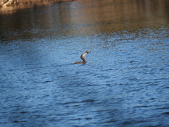 Hypostomus commersoni