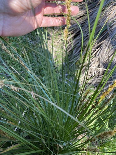 Carex appressa (Carex appressa)