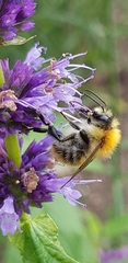 Bombus
