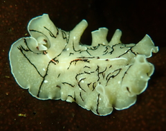 Eurylepta californica