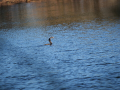 Hypostomus commersoni