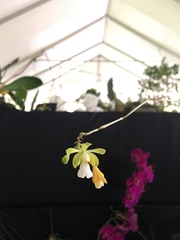 Psychilis krugii