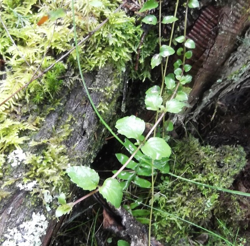 Indian Mint (Micromeria douglasii)